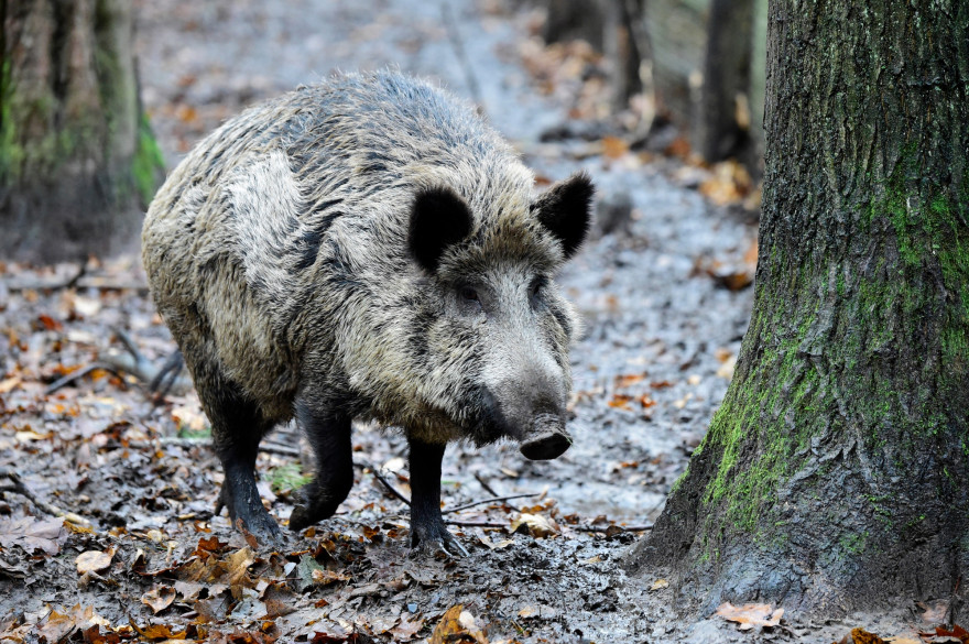 Un sanglier (illustration).