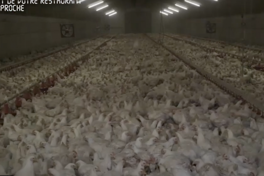 Des poulets en élevage intensif.