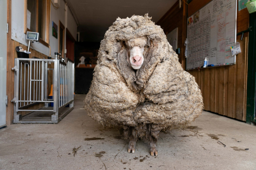 "Baarack", un mouton sauvage qui a été retrouvé en Australie avec une toison de 35 kg, le 25 février 2021.