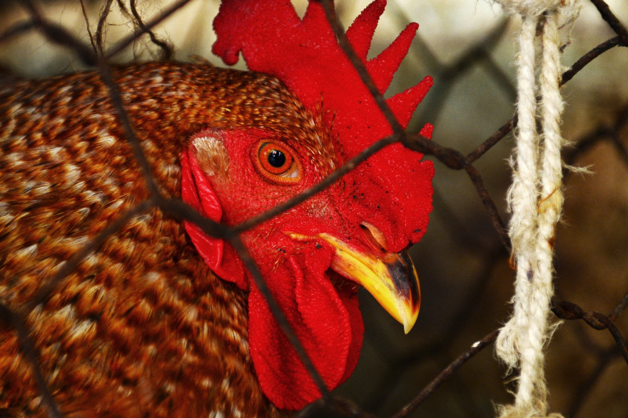 Un coq (illustration).