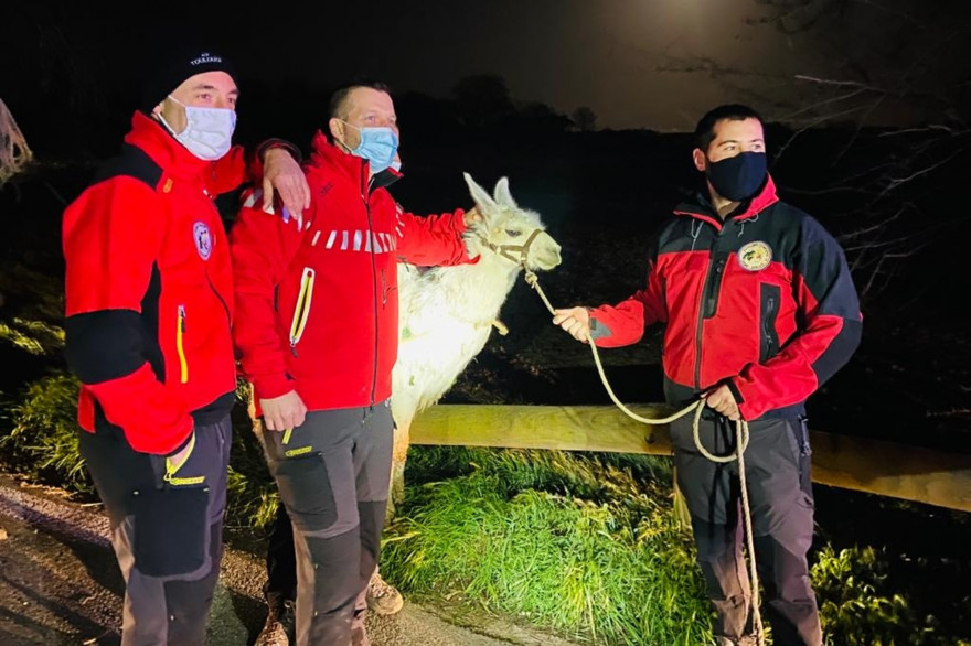 Les pompiers ont secouru un lama tombé dans un trou près de Toulouse.