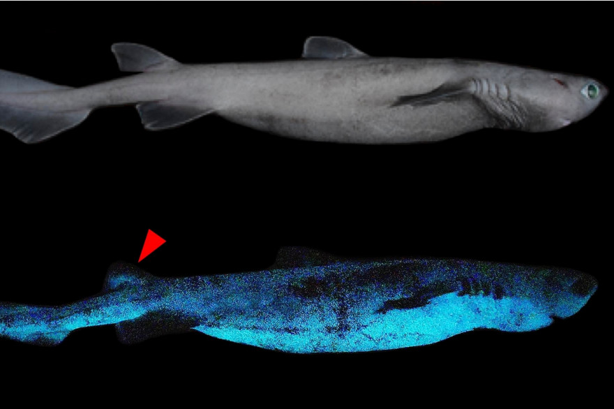 Des requins lumineux, découverts au large de la Nouvelle-Zélande.