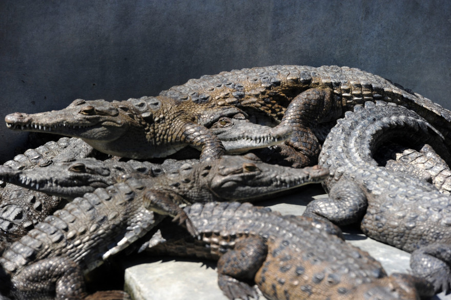 Des crocodiles (illustration).