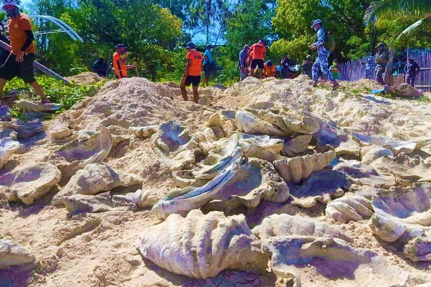 Les palourdes géantes découvertes sur île Johnson (Philippines).