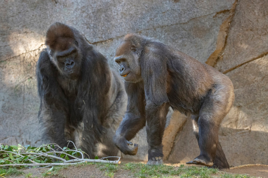 En janvier, Leslie et Imani, deux gorilles du Zoo de San Diego, ont contracté le coronavirus.