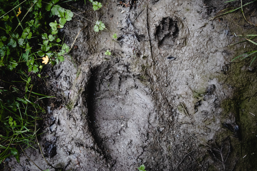 Un spécialiste de la faune sauvage regrette qu’aucune photo ne montrant les quatre empreintes ne soit visible. Photo d'illustration.