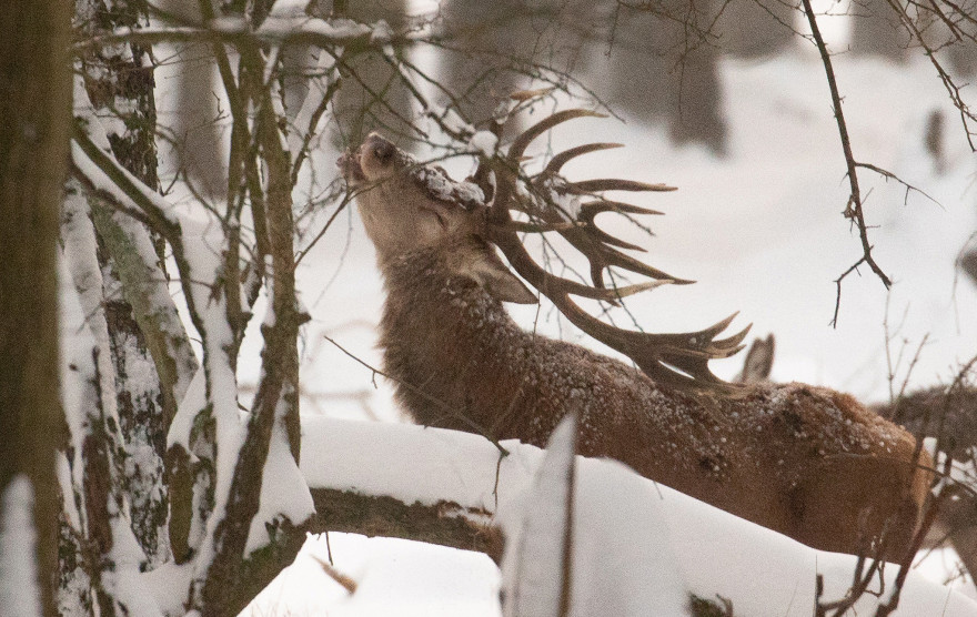 Le cerf va bientôt perdre son originale décoration en raison de la mue printanière. Photo d'illustration.