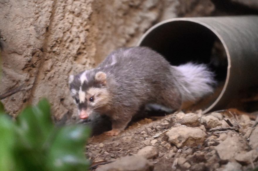 Un blaireau-furet (illustration)