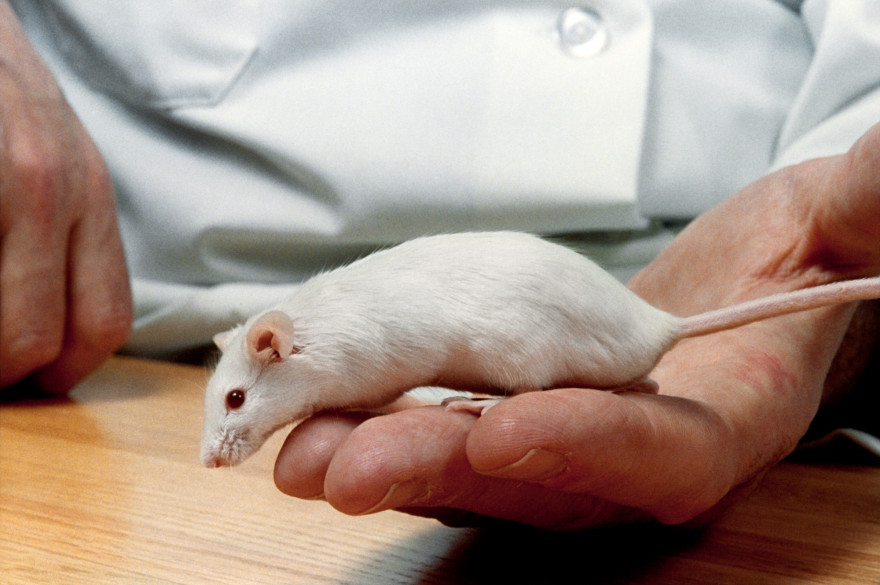 Souris de laboratoire, illustration