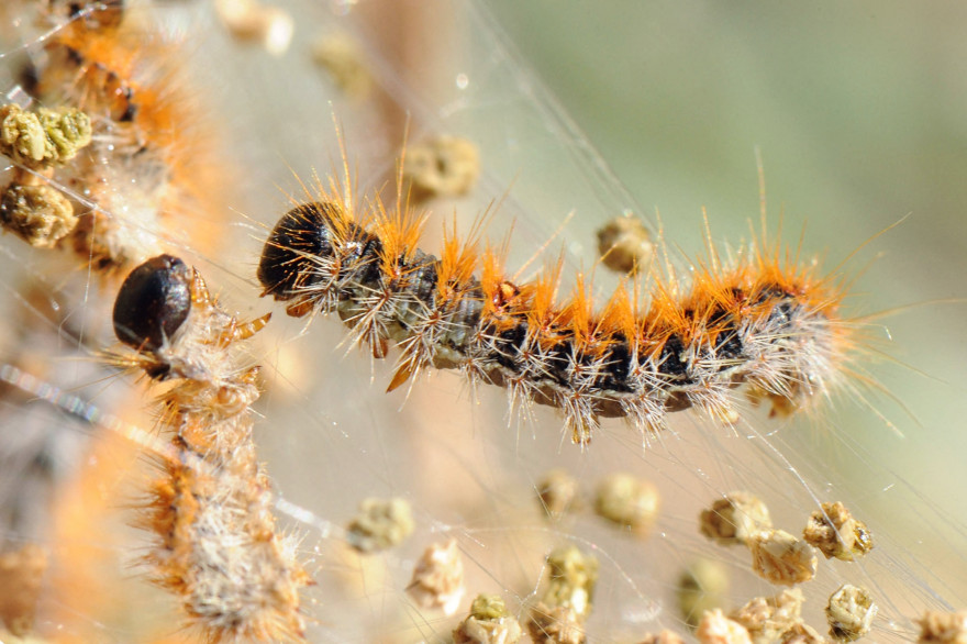 Une chenille processionnaire (illustration).