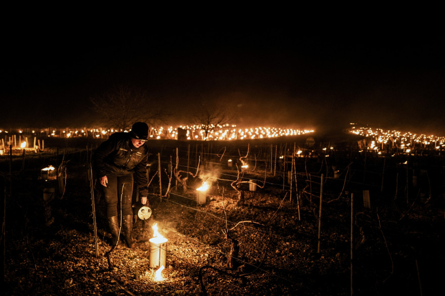 Un viticulteur allume un brasero pour protéger les vignes du gel à Chablis (Yonne) le 7 avril 2021
