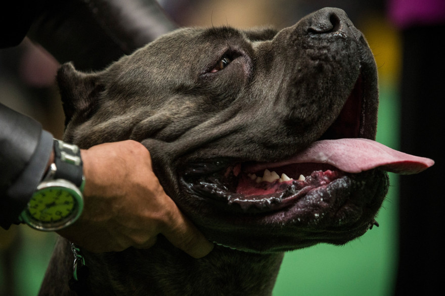 Un chien de race Cane Corso