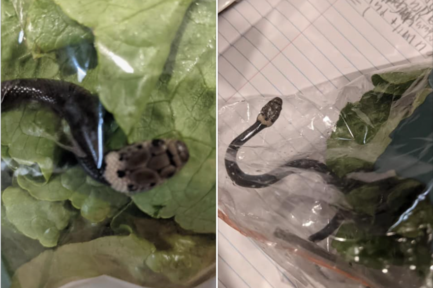 Un serpent dans un sachet de salade.