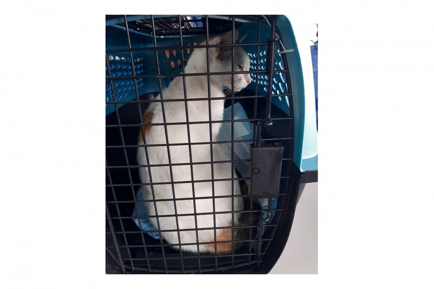 Le chat a été capturé aux abords de la prison Nueva Esperanza au Panama.