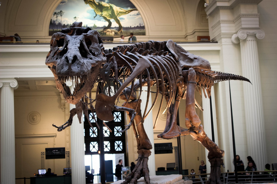 Un squelette de tyrannosaure (illustration)