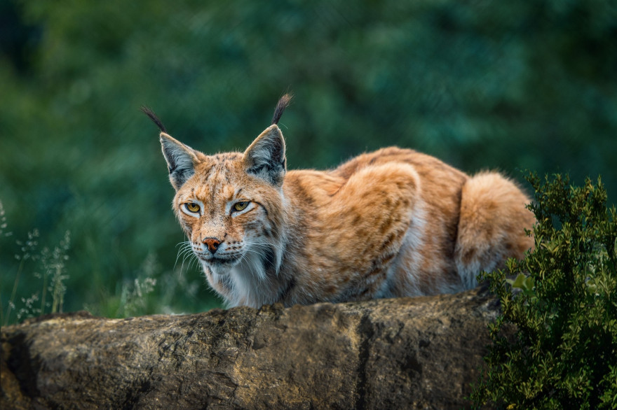 Un lynx roux (illustration).