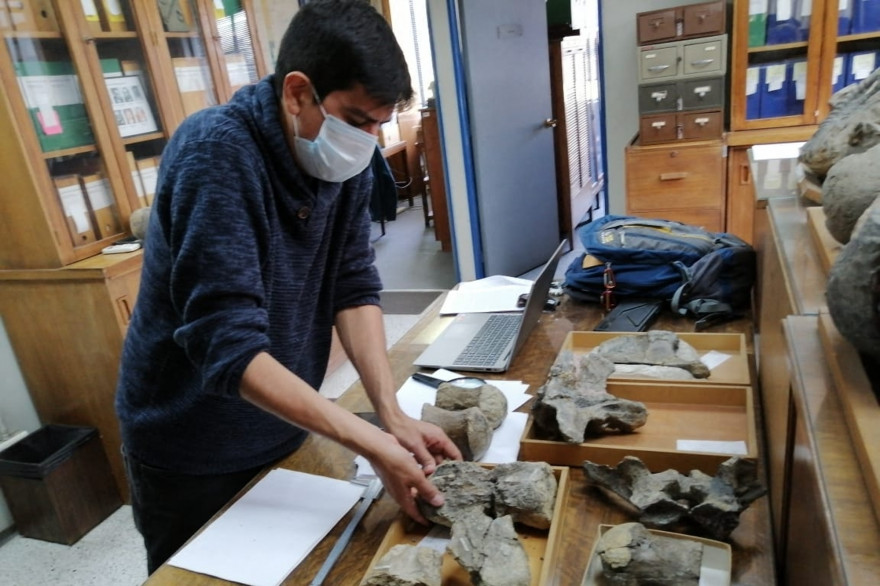 Des os de dinosaure découverts au Chili le 19 avril 2021