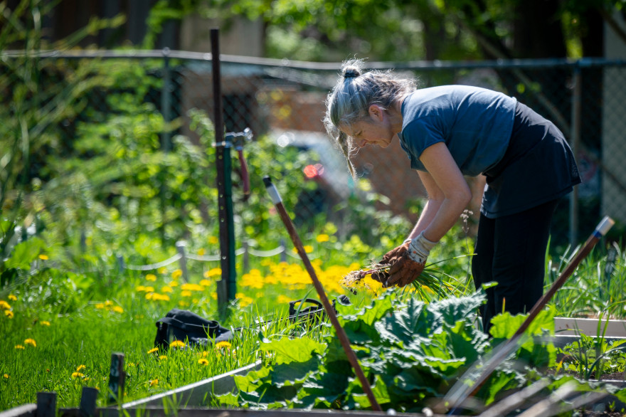 Une femme fait du jardinage au Canada (illustration)