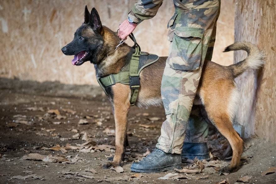 Leuk, le chien qui a reçu la médaille Dickin