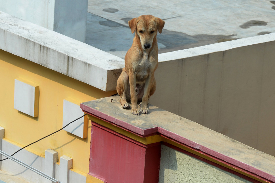 Un chien sur un mur (illustration).