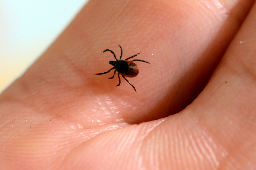 La tique, vecteur de la maladie de Lyme