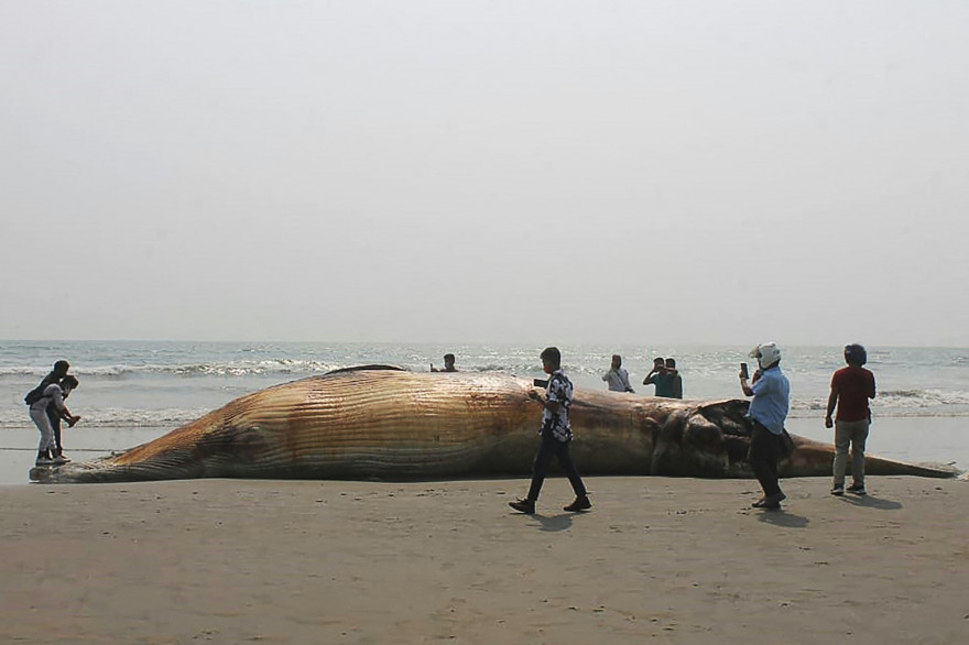Une baleine échouée sur une plage (illustration)