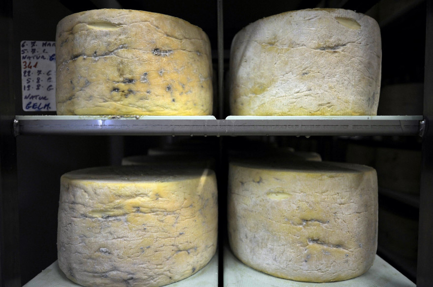 Photo de Gorgonzola. (Illustration)