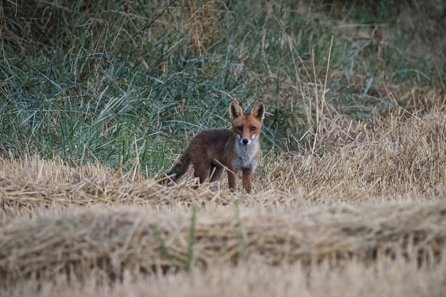 Un renard (illustration)