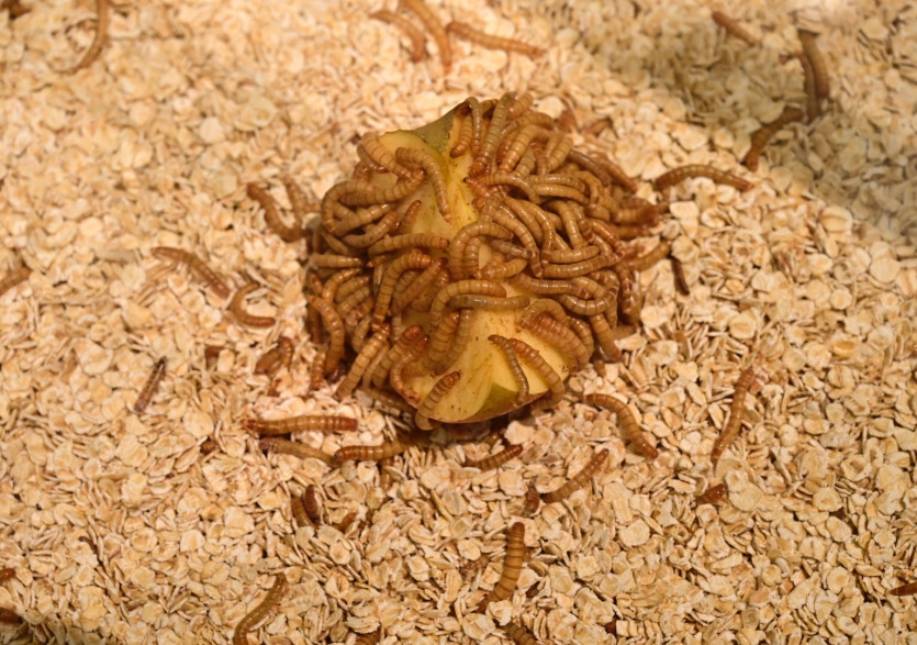 Des vers de farine en exposition lors de la foire agricole de Berlin, en 2019.