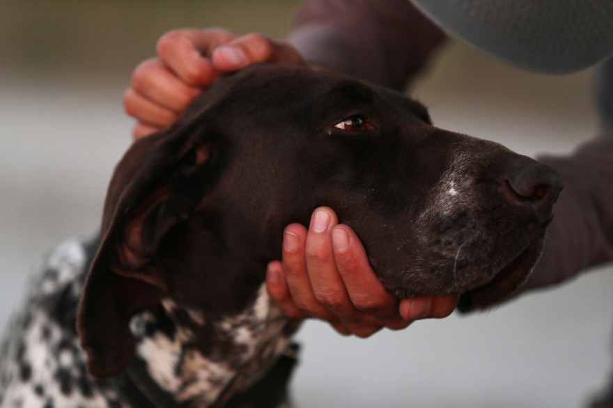 Un Labrador retriever (image d'illustration)