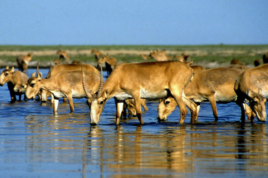 Des antilopes saïga (image d'illustration)