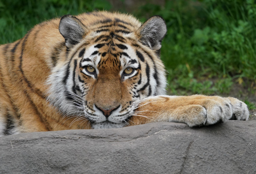 Un tigre. Photo d'illustration.
