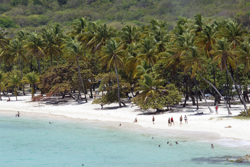 Des cocotiers sur une plage de Guadeloupe